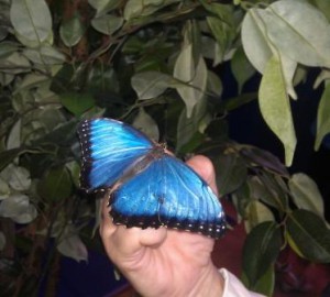 выставка тропических бабочек 